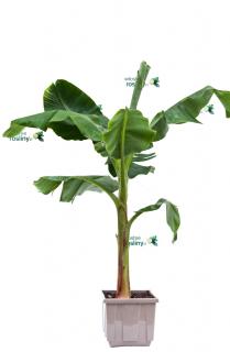 Bananowiec Musa Acuminata Dwarf Cavendish d.drzewo